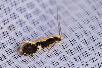 Monopis obviella