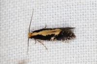Monopis obviella