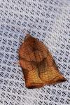 Archips podana