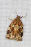 Archips xylosteana