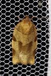 Choristoneura hebenstreitella