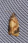 Ditula angustiorana
