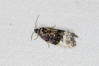 Hedya nubiferana