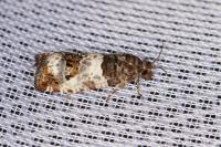 Notocelia trimaculana