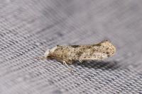 Paraswammerdamia albicapitella