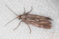Brachodes funebris