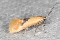 Batia lambdella