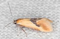 Batia lambdella