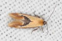 Batia lambdella