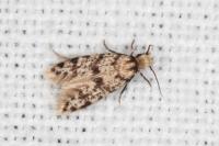 Eumasia parietariella