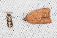 Eumasia parietariella