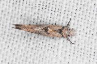 Zelleria oleastrella