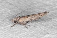 Zelleria oleastrella