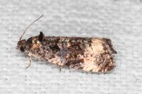 Endothenia gr. gentianaeana