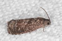 Grapholita molesta