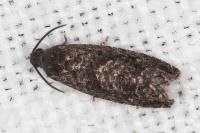 Grapholita molesta