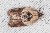 Acleris variegana