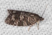 Cnephasia ecullyana