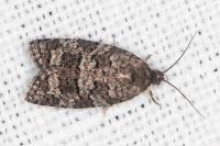 Cnephasia ecullyana