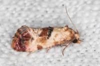 Neocochylis millierana