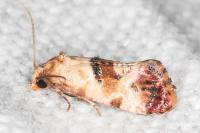 Neocochylis millierana