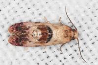 Neocochylis millierana