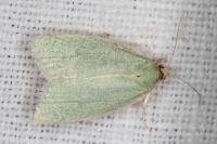 Tortrix viridana