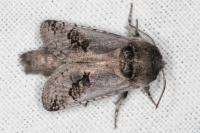 Parahypopta caestrum