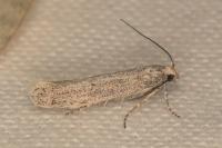 Ephysteris deserticolella