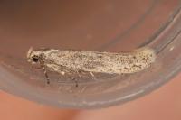 Ephysteris deserticolella