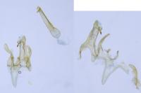 Ephysteris deserticolella