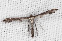 Oxyptilus parvidactylus