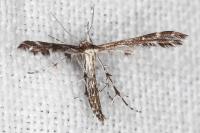 Oxyptilus parvidactylus