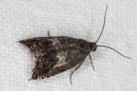 Cydia gr. succedana
