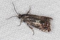 Cydia gr. succedana