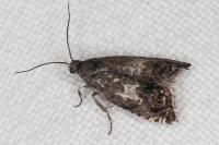 Cydia gr. succedana