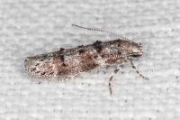 Exoteleia dodecella