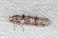 Exoteleia dodecella