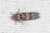 Exoteleia dodecella