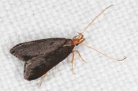 Eurodachtha pallicornella