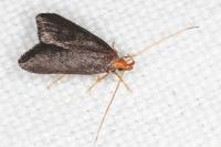 Eurodachtha pallicornella
