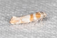 Cedestis gysseleniella