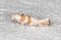 Cedestis gysseleniella