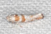 Cedestis gysseleniella