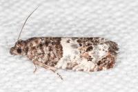 Notocelia trimaculana