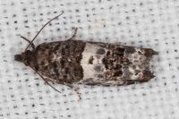 Notocelia trimaculana