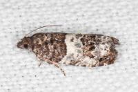 Notocelia trimaculana