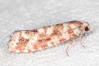 Rhyacionia miniatana