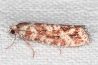Rhyacionia miniatana