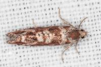 Rhyacionia miniatana